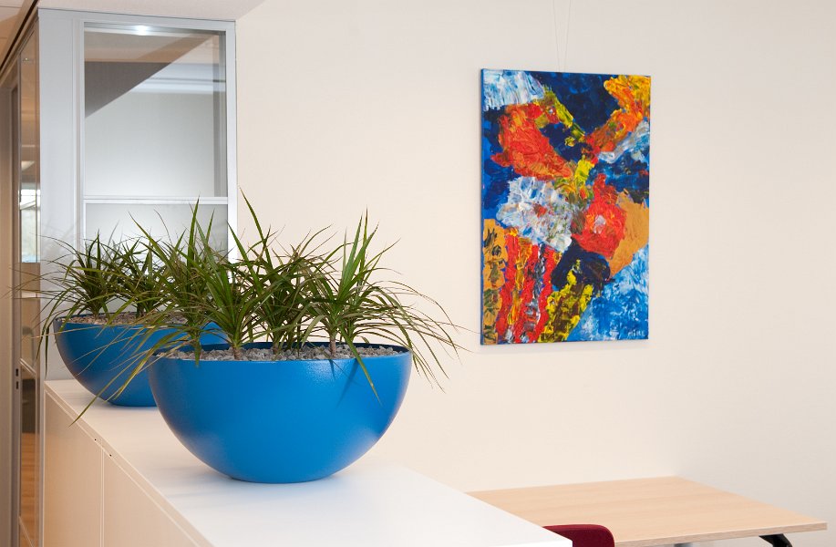 blauwe schaal dracena (1 van 1)